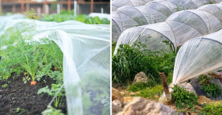 How Row Covers And Low Tunnels Keep North Carolina Fall Greens Thriving