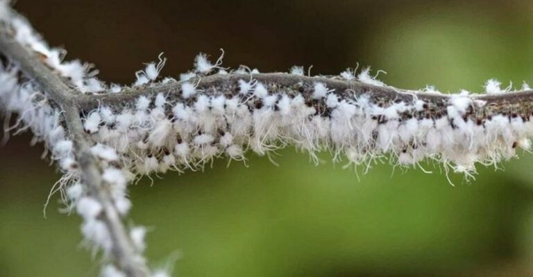 Cotton Ball Look Alike Bugs Are Drifting Through The Air Across Alabama This Fall
