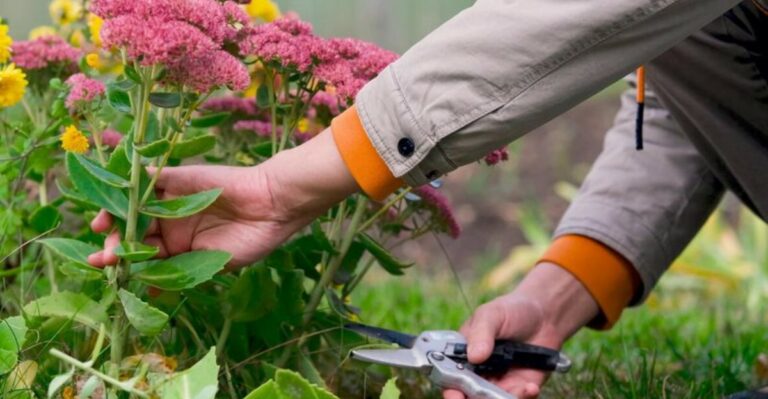 Here’s What You Need To Know Before Cutting Back Michigan Perennials In Fall