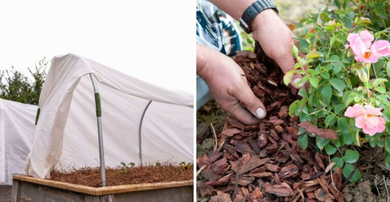 How To Protect California Plants From Sudden Cold Nights