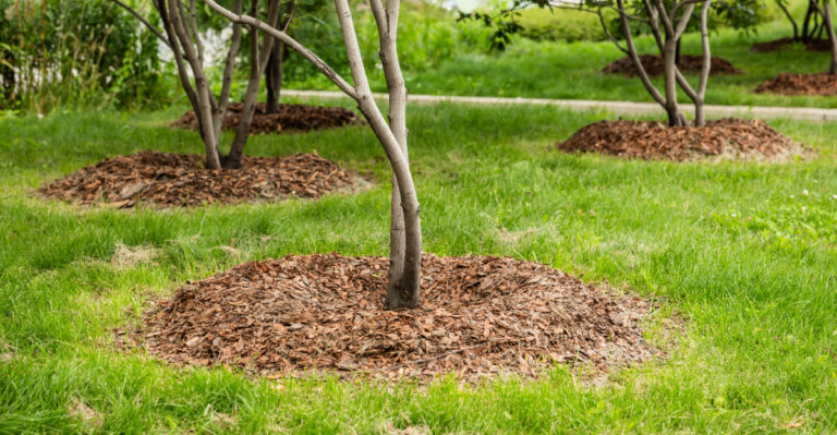 mulch around trees
