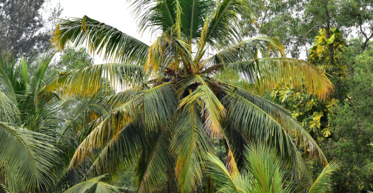 Crown of a diseased coconut tree