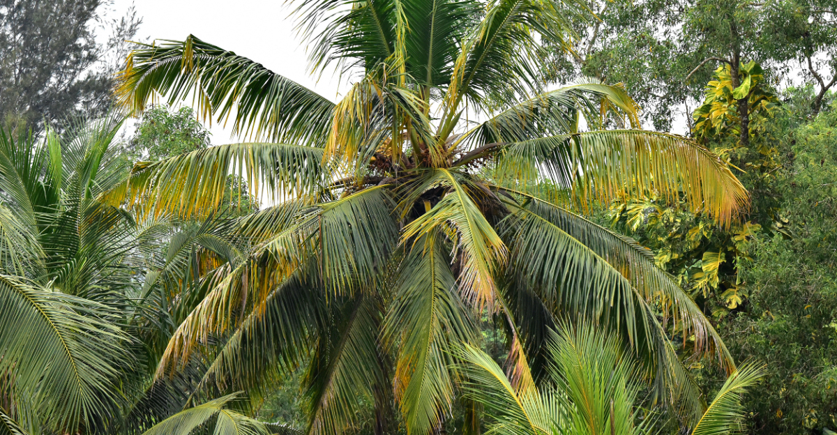 Crown of a diseased coconut tree