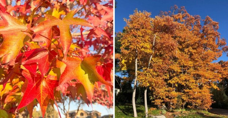 7 North Carolina Trees That Still Deliver Brilliant Fall Color In A Drought Year