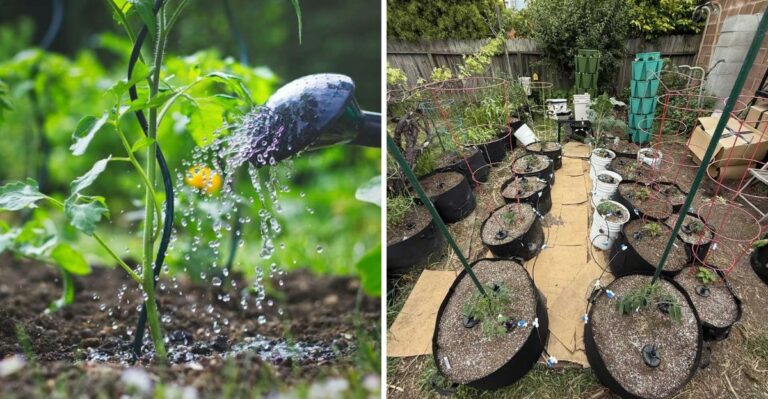 How Often Should You Water A Texas Garden In September?