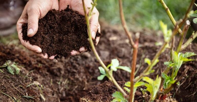 The Underrated Organic Feed North Carolina Gardeners Use To Save Heat-Stressed Plants
