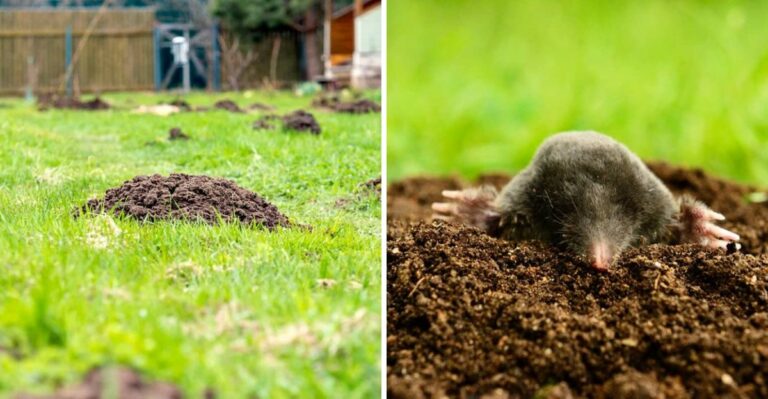 Why Moles Keep Returning To The Same Pennsylvania Lawn