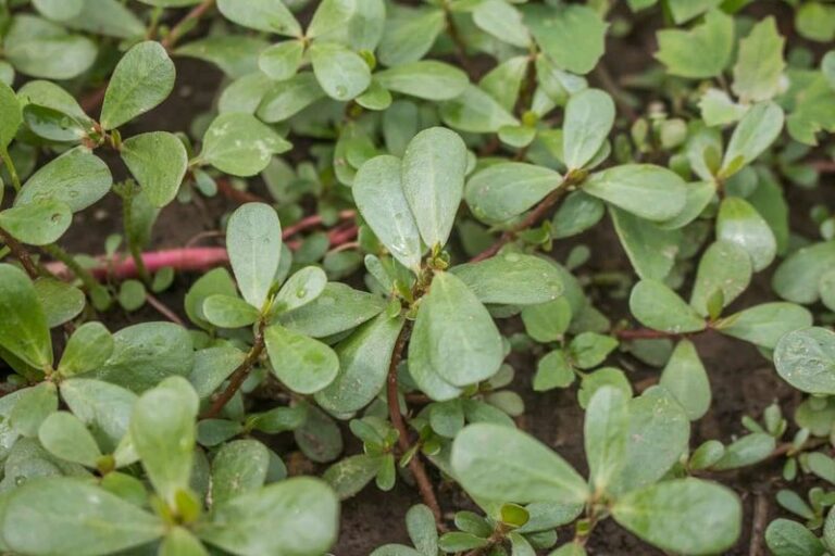 That Purslane You Keep Pulling From Your Arizona Yard Is A Heat- and Drought-Adapted Edible Green