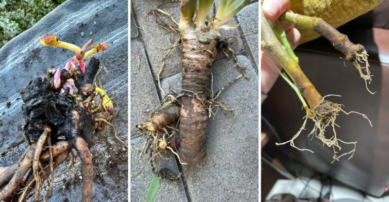 12 Perennials You Should Divide This Fall (And How To Do It)