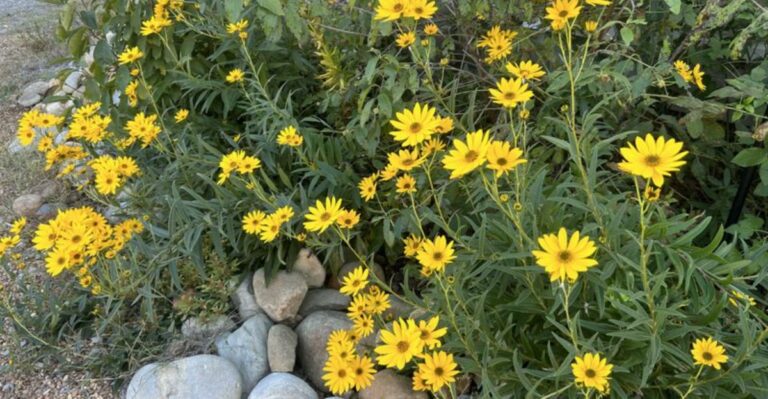 This Georgia Native Wildflower Starts Blooming Just As Summer Ends