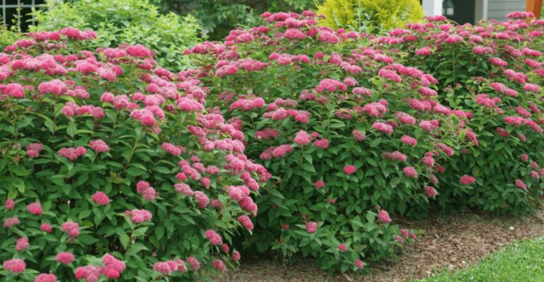 The September Task That Helps Michigan Spirea Bloom Bigger Next Spring