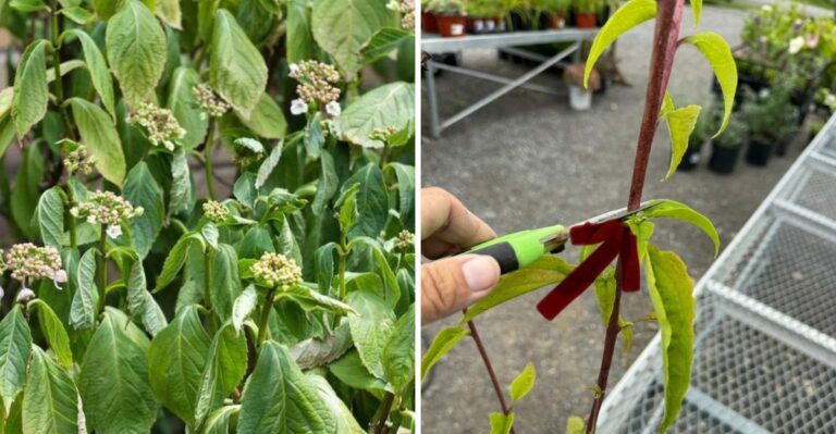 Why Your Texas Garden Still Looks Exhausted In September