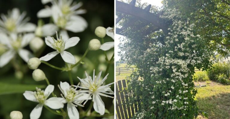 Sweet-Smelling White Vines Are Blanketing Missouri Fences This Month