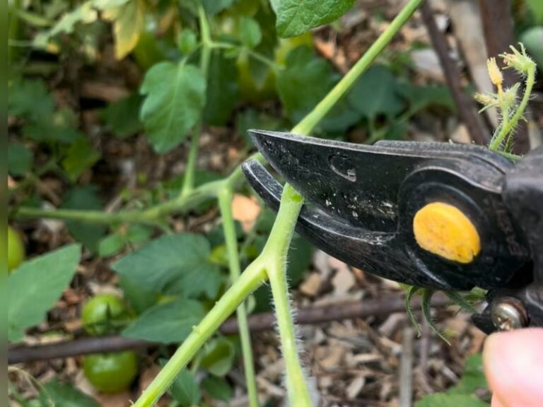 7 Pruning Secrets That Give Arizona Tomatoes, Chilies And Cucumbers Bigger Fall Harvests