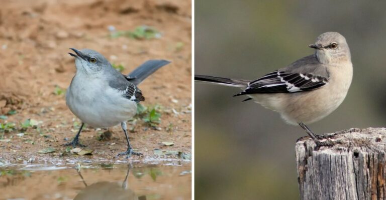 Why Texas Mockingbirds Imitate The Sound Of Car Alarms And Phones Instead Of Just Other Birds