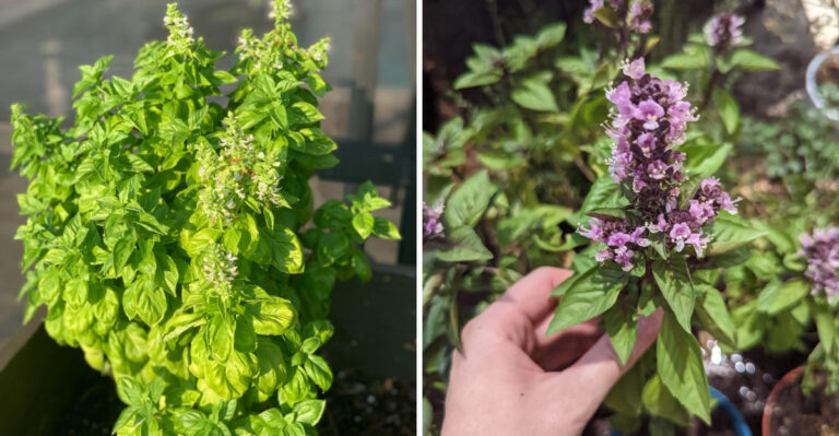 Why You Should Let Your Ohio Basil Flower For The Bees