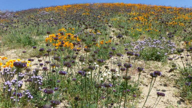 Desert Chia: The Arizona Native That Can Fill Your Yard With Volunteer Seedlings