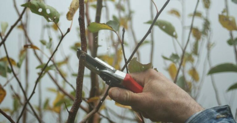 7 New York Trees To Leave Alone When September Pruning Season Begins