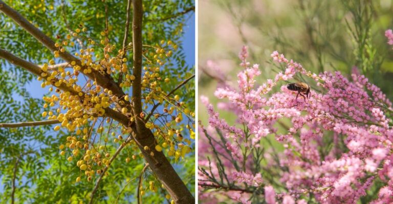 Invasive Plants Texas Gardeners Should Remove Before Winter
