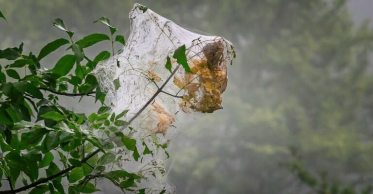 That Webby Mess Covering California Trees This Fall May Not Be A Spider Problem