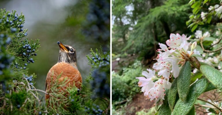 The Native Pennsylvania Alternatives To Boxwood That Birds Actually Use For Cover