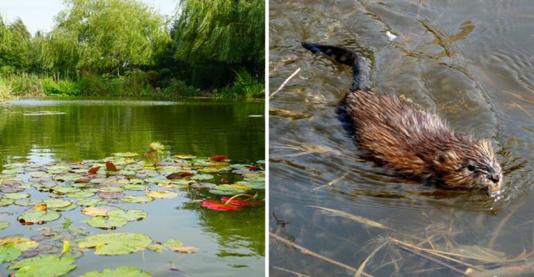 Minnesota Ponds Are Hiding A Secret Race Against The Coming Cold