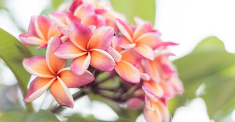 What California Plumeria Owners Should Do Before The First Cool Nights