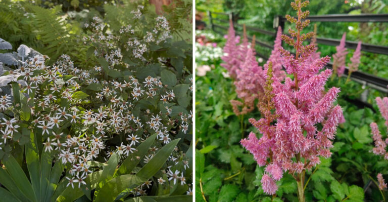 Shade Flowers That Keep Blooming In Michigan After Summer Heat Fades
