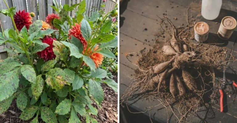 Don’t Dig Up Your Ohio Dahlia Tubers Yet – Wait Until This Happens