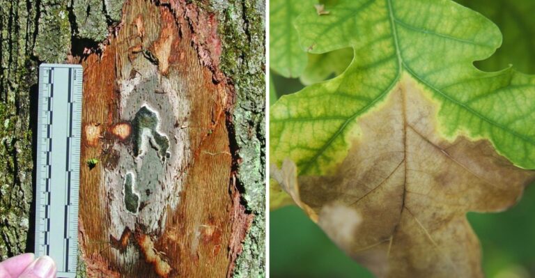 This Bacterial Disease Is Turning New Jersey Oak Leaves Brown By Late Summer