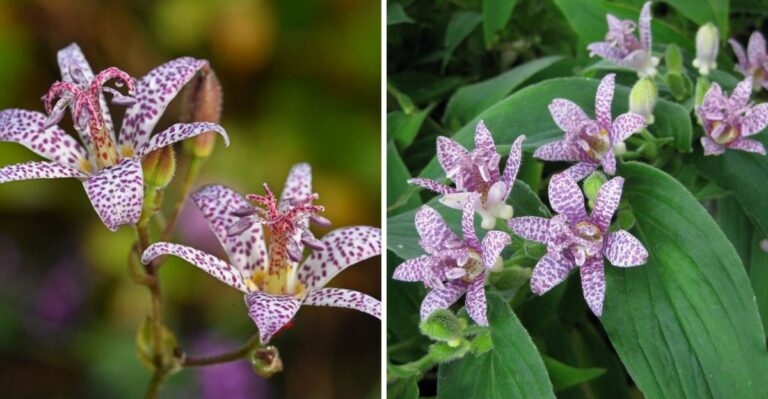 Why The Toad Lily Is Oregon’s Best-Kept Secret For Fall Color In Deep Shade