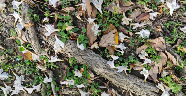 What Early Leaf Drop Is Telling Colorado Gardeners About This Year’s Drought
