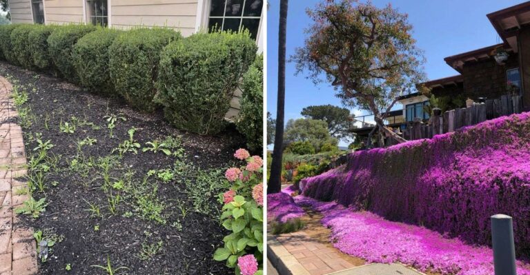 Why Some California Groundcovers Need A Full Year Before They Look Established