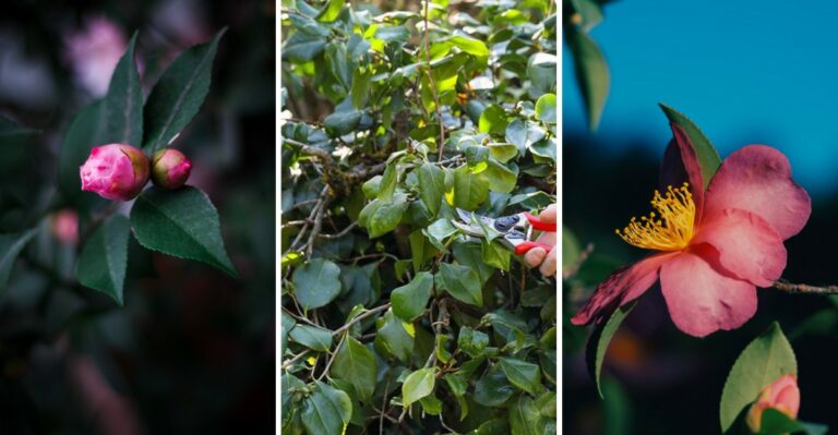 Why Are Louisiana Camellias Blooming Weeks Before They Should