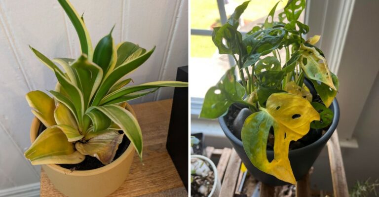 8 Reasons Why Houseplant Leaves Turn Yellow After Summer