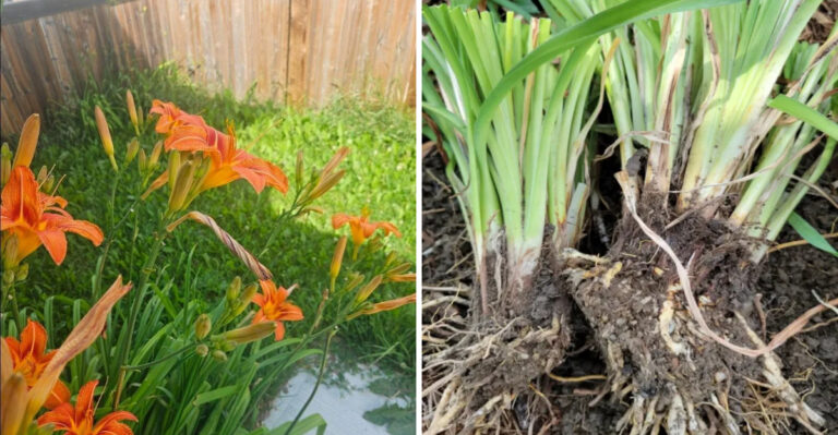 This Is When And How To Divide Daylilies In Ohio Gardens