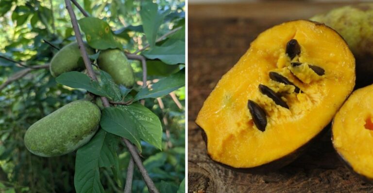 Texas’s Weirdest Native Fruit Is Finally Ripening This September
