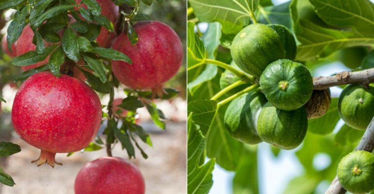 The California Trees To Fertilize In September And The Ones To Skip