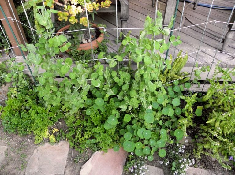 Repeated Harvests of Sugar Snap Peas From One Bucket on a Low-Desert Arizona Patio