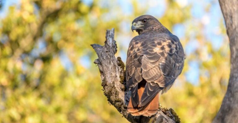 Mid-September Turns Connecticut Skies Into A Raptor Corridor