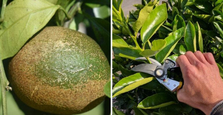 Why California Citrus Trees Need Different Care In October Than Summer