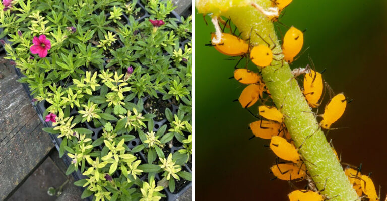 8 Reasons Your Calibrachoa Leaves Are Turning Yellow