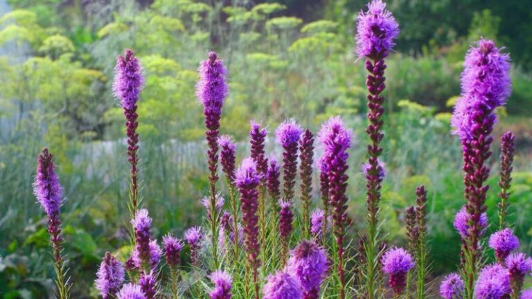 8 Arizona Plants That Bring Dragonflies To Your Yard And Cut Down Mosquitoes All Summer