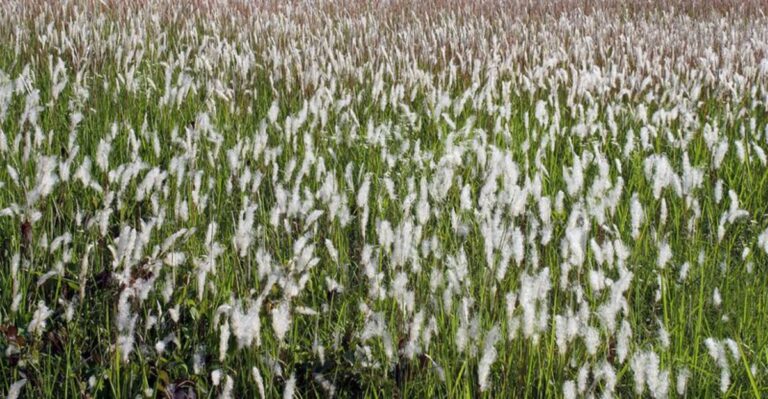Louisiana Yards Are Being Overtaken By This Fast-Spreading Weed