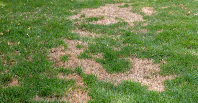 Why September Brown Patches Aren’t Always Caused By Heat