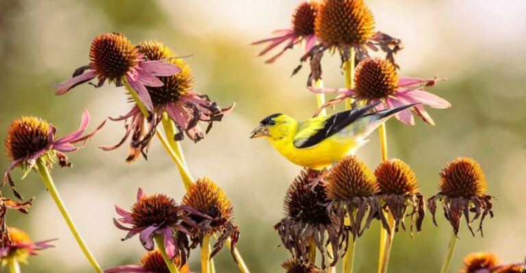 Why Leaving Coneflower Seeds Can Help Your Garden