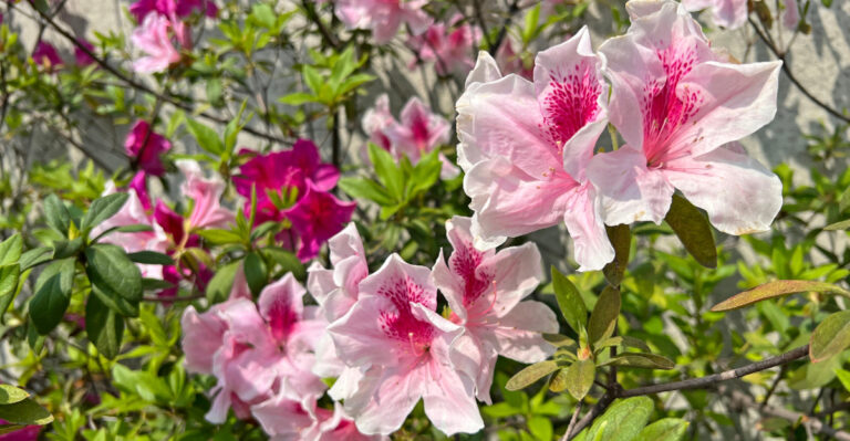 Azaleas (featured image)