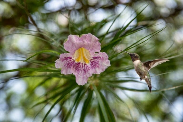 Plant Desert Willow Once In Arizona And It Feeds Hummingbirds Every Year For Decades