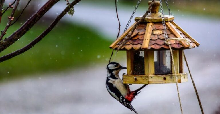10 Habits That Keep Woodpeckers Coming Back To Virginia Feeders All Winter