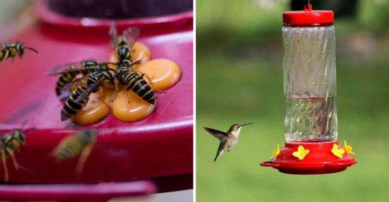 Hummingbird Predators And Pests You Don’t Want Near Your Pennsylvania Feeders